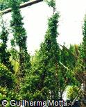 Juniperus communis ´Stricta´