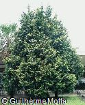 Chamaecyparis obtusa ´Cripssii´