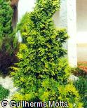 Chamaecyparis lawsoniana ´Lutea´