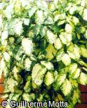 Polyscias paniculata ´Variegata´