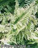Nephrolepis exaltata ´Florida-ruffle´