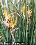 Strelitzia juncea