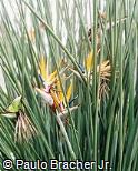 Strelitzia juncea