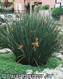 Strelitzia juncea