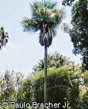Mauritia flexuosa Buriti , Buritirana , Caraná Mauritia flexuosa Buriti , Buritirana , Caraná