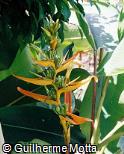 Heliconia pseudoaemygdiana