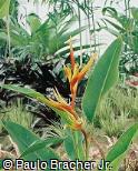 Heliconia latispatha
