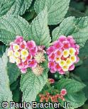 Lantana camara ´Feston Rose´