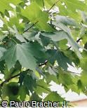Liquidambar styraciflua - Liquidâmbar Liquidambar styraciflua - Liquidâmbar