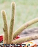 Cleistocactus winteri