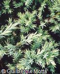 Juniperus virginiana ´Globosa´