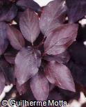 Prunus cerasifera