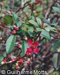 Chaenomeles speciosa