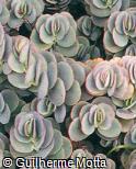 Crassula arborescens