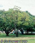 Abrir ficha do item Melia azedarach