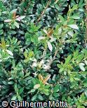 Myrtus communis