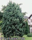 Juniperus communis