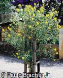 Crotalaria micans