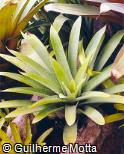 Vriesea hieroglyphica ´Maile Lei´