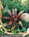 Vriesea ospinae var. gruberi H. Luther