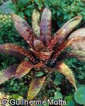 Vriesea ospinae var. gruberi H. Luther