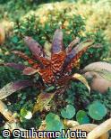 Vriesea ospinae var. gruberi H. Luther