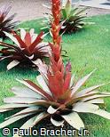 Alcantarea imperialis ´Rubra´