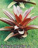 Bromélia-imperial-vermelha, Bromélia-gigante