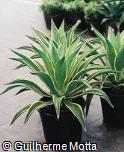 Agave desmettiana ´Variegata´