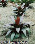 Alcantarea imperialis ´Rubra´