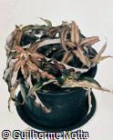 Cryptanthus bivittatus ´Chocolate Soldier´