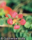 Bauhinia galpinii