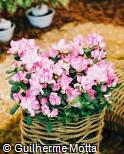 Rhododendron simsii ´Aquarella´