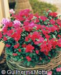Rhododendron simsii ´Hellmut Vogel´