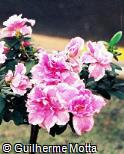 Rhododendron simsii ´Julia´