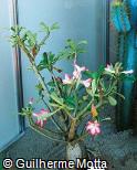 Abrir ficha do item Adenium obesum