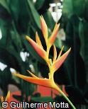 Heliconia × nickeriensis