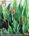 Heliconia schiedeana