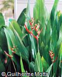 Heliconia schiedeana