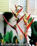 Heliconia schiedeana
