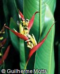 Heliconia psittacorum ´Lady di´