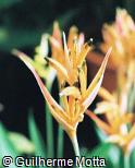 Heliconia psittacorum ´Choconiana´