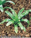 Vriesea hybridum ´Patrice´
