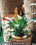 Vriesea hybridum ´Golden Pride´