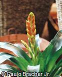 Vriesea hybridum ´Golden Pride´