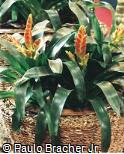 Vriesea hybridum ´Golden Pride´