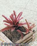 Neoregelia hybridum ´Fireball´