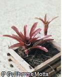 Neoregelia hybridum ´Fireball´