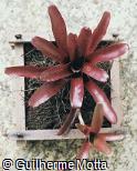 Neoregelia hybridum ´Fireball´