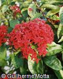 Ixora macrothyrsa